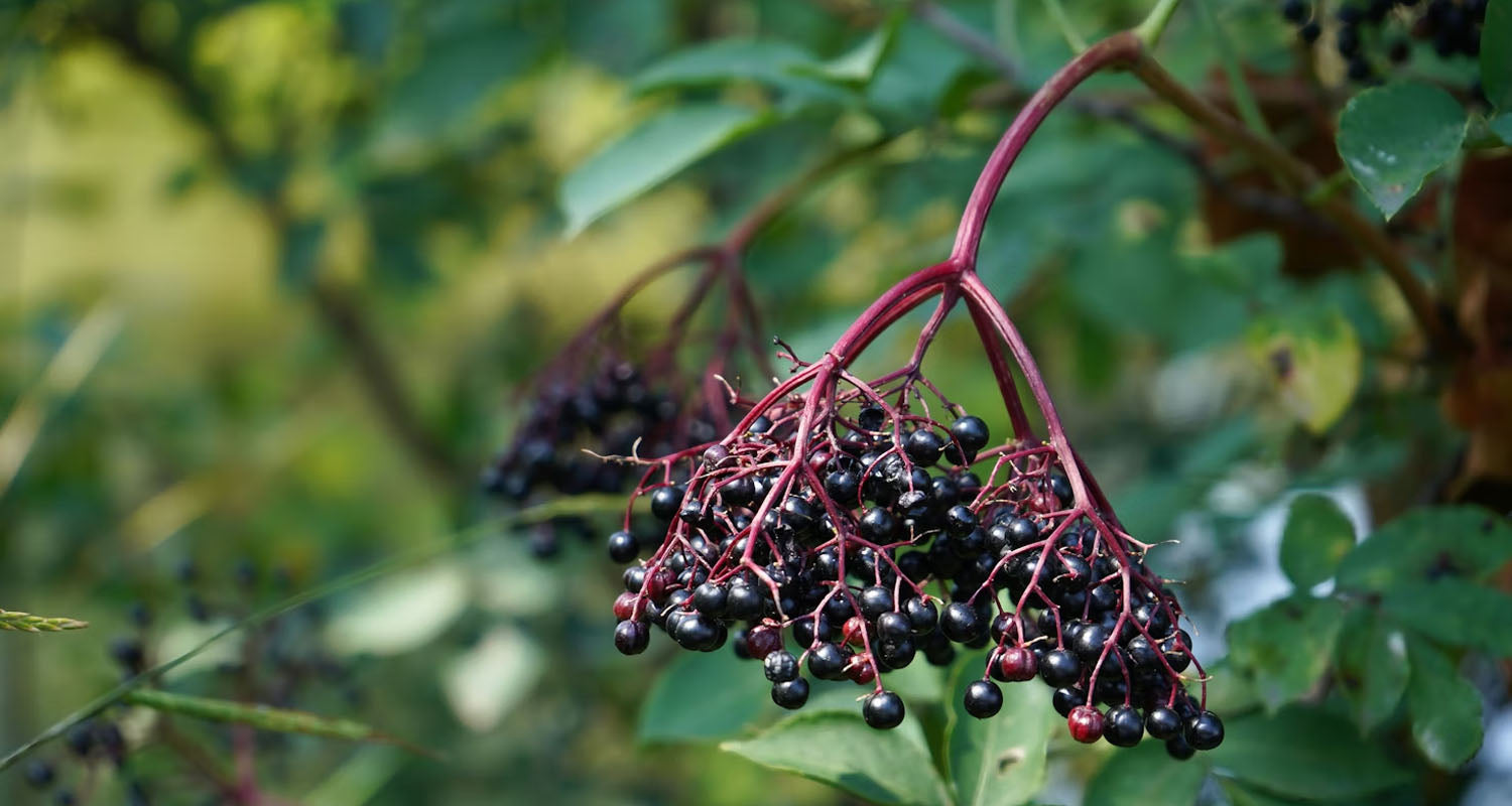 Support Your Immunity With TerraNova